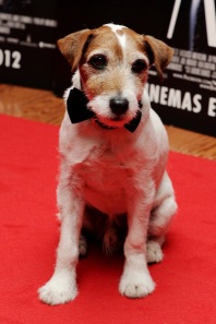 Uggie ha ganado fama mundial gracias a "The Artist" y es posible que sea su última aparición pública